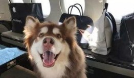 紫狗爆料视频回放